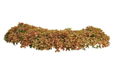 Coleus Trusty Rusty çalılığı, beyaz arka planda izole edilmiş, kırpma yolu dahil