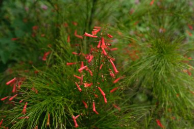 Bir çalı russelia equisetiforis ya da kırmızı çiçek vertcia kestane fişeği