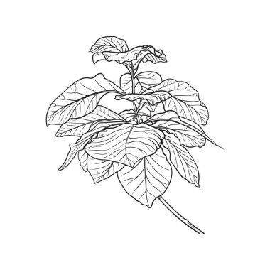 Büyük Yeşil Tik Ağacı Yaprakları, Vektör el çizimi.