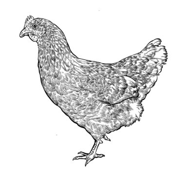 tavuk el çizilmiş vektör çizim gerçekçi kroki.