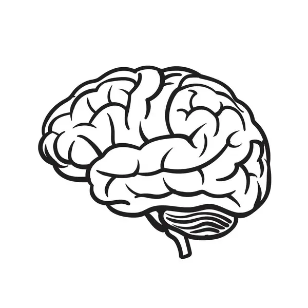 İnsan beyin vektör eli çizilmiş. İnsan beyninin vektör anatomisi çizimi