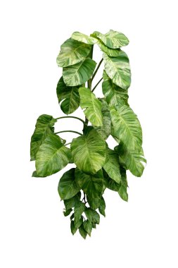 Epipremnum aureum, şeytan sarmaşığı. Duvar süsleme bitkileri için. Beyaz arkaplanda, kırpma yolu ile izole edilmiş.. 