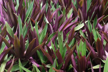 Tradescantia spathacea background and nature backdrop clipart