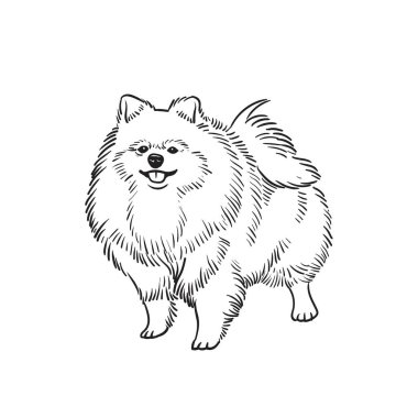 Vektör illüstrasyonunda çizilmiş şirin Pomeranian köpek çizimi.