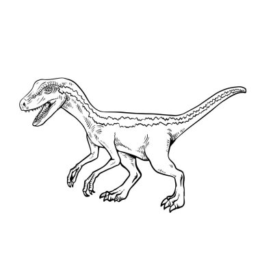 Şirin Velociraptor Renklendirme sayfası siyah beyaz çizim.