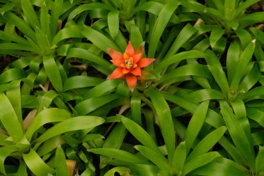 Bromeliad çiçeklerinin bahçedeki en üst manzarası