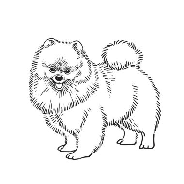 Vektör illüstrasyonunda çizilmiş şirin Pomeranian köpek çizimi.