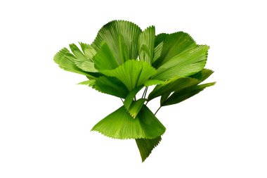 Licuala orbicularis nadir bir bitkidir, tropik bölgelerde yetişir, kesme yolu ile beyaz arka planda izole edilir..