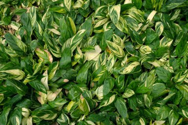 Stachyphrynium, doğa bahçesindeki çeşitli bitkilere tövbe eder, bitkiler ise arka planda kalır.