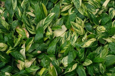 Stachyphrynium, doğa bahçesindeki çeşitli bitkilere tövbe eder, bitkiler ise arka planda kalır.