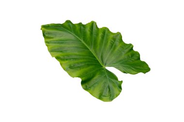 Alocasia odora yaprağı (Gece kokulu zambak ya da dev dik fil kulağı), beyaz arka planda izole edilmiş ve kırpma ile kesilmiş tropikal yaprak.