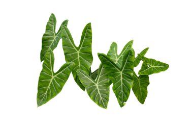 Alocasia longiloba leaf green, isolated on white background with clipping path. clipart