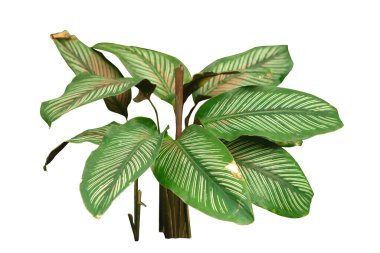 Calathea ornata (ince çizgili Calathea), beyaz arka planda izole tropikal yaprak, kapalı ev bitkisi bırakır .