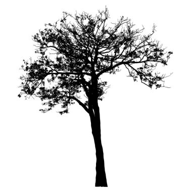 Beyaz arka planda ağaç siluetleri. Vektör illüstrasyon tasarımı.