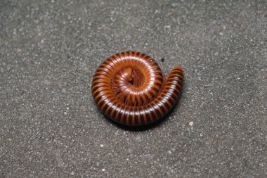 Kırkayaklar (Graphidostreptus) yerde kendini korumak için yuvarlandı veya sarıldı.