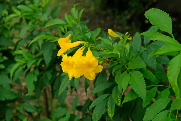 stock image Yellow elder, trumpetbush scientific name: tecoma stans beautiful yellow flowers bloom. beautiful natural floral background