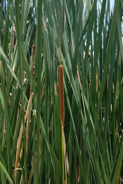 stock image Typha latifolia (broadleaf cattail, bulrush, common bulrush, common cattail, cat-o'-nine-tails, great reedmace, cooper's reed, cumbungi). Natural green background