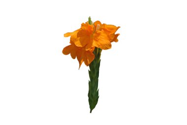 Crossandra infundibuliformis orange flower, orange Flower Tropical Flower. isolated on white background with clipping path. clipart