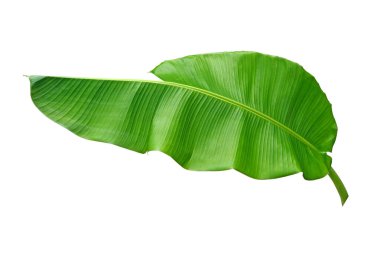 Beyaz arkaplanda izole edilmiş muz yaprağı, kırpma yolu ile.