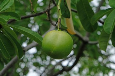 Cerbera odollam fruit and commonly known as the suicide tree, pong-pong, and othalanga. clipart