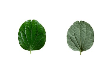 Piper sarmentosum yaprağı kırpma yolu ile beyaz arkaplanda izole, Piper sarmentosum, Yaprak önde ve arkada durur. 