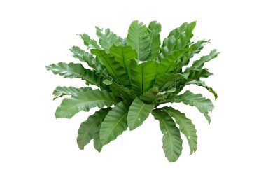 Kuş yuvası eğreltiotu ya da Asplenium nidus, ev bitkisi olarak yetiştirilen birkaç popüler ve güzel eğreltiotundan biridir.