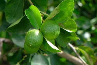 Bahçede taze çiğ limon, doğal ışıkta limon.