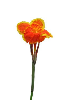 Beyaz arka planda izole edilmiş, kırpma yolu olan turuncu çiçek. 
