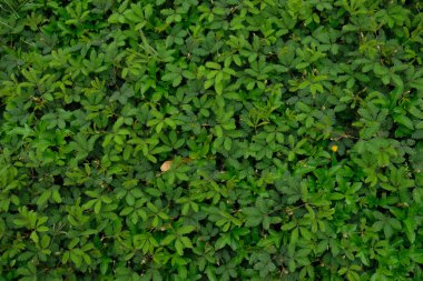 Mimosa pudikası genellikle hassas bitki olarak bilinir. Hassas bitkinin yeşil doğal arka planı