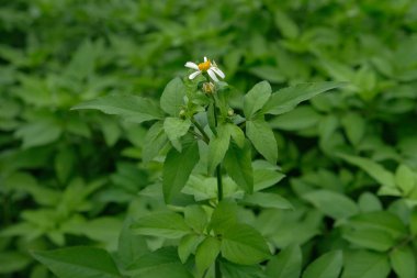 Seçici odaklanma. Çiçek açan alba çiçeği ya da İspanyol iğne çiçeği 