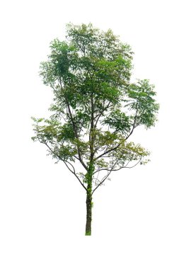 Tree isolated on white background.with clipping path.Other name Siamese neem tree,Nim,Margosa,Quinine. clipart