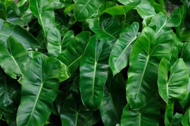  Philodendron Burle Marx (Philodendron imbe) koyu arkaplan üzerindeki tropikal yeşillik bitkisi..