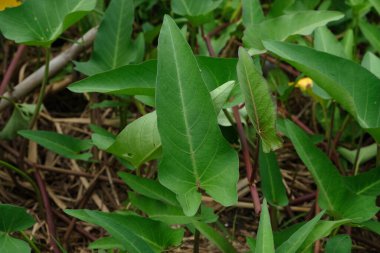Çin Konvolvulusu ya da Su Ispanağı Yaprağı (Ipomoea Aquatica), Asya 'da yaygın olarak bulunan su ıspanağı, özellikle sulu alanlarda, neredeyse her yerde bulunabilen bir bitkidir..