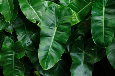  Philodendron Burle Marx (Philodendron imbe) koyu arkaplan üzerindeki tropikal yeşillik bitkisi..
