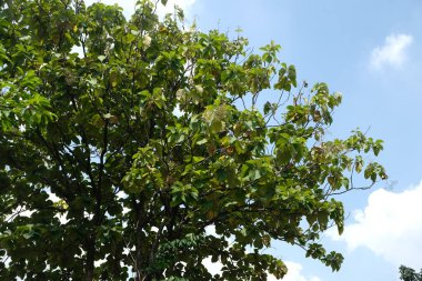 Yaprakları gür olan meşe ağaçları sıcak bir günde mavi gökyüzüne doğru uzanıyor.