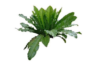 Kuş yuvası eğreltiotu ya da Asplenium nidus, ev bitkisi olarak yetiştirilen birkaç popüler ve güzel eğreltiotundan biridir.