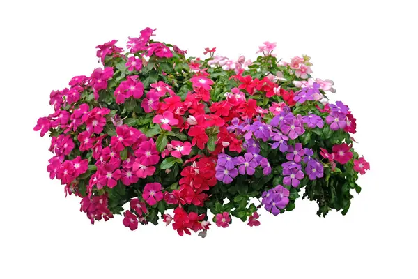 stock image Vinca Sadabahar Periwinkle Flower , foliage variety of colors flowers,flower bush tree isolated with clipping path.