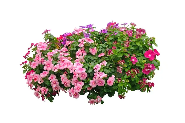 Vinca Sadabahar Periwinkle Çiçeği, çeşitli renkler çiçekler, yontulmuş çiçek ağacı