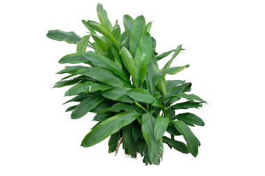 Heliconia tropikal bitki çalısı beyaz arka planda yalıtılmış, kırpma yolu ile vahşi olarak büyüyen.