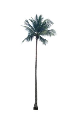  Kırpma Yolu ile beyaz arkaplanda izole hindistan cevizi ağacı.