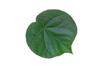 Hibiscus tiliaceus yaprağı beyaz arka planda izole edilmiş. Beyaz arka planda yeşil yaprak ya da yeşil yapraklar. kırpma yolu ile.