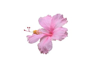 Beyaz arkaplanda kırpma yolu ile ilişkili pembe amber çiçeği