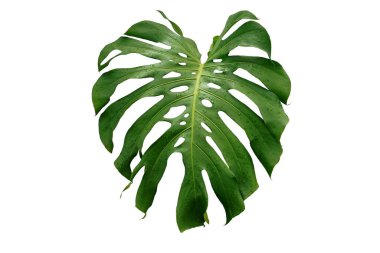 Beyaz arka planda izole edilmiş yeşil tropikal canavar yaprağı, kırpma kısmı ile.