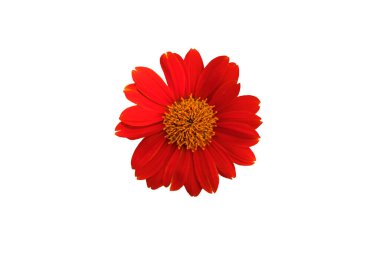 Kırmızı ayçiçeği ya da Meksika ayçiçeği beyaz arka planda izole edilmiş, kırpma yolu ile.