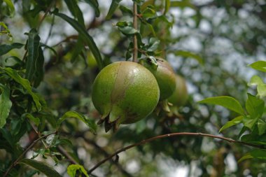 Nar meyvesi, taze ve sağlıklı meyveli bol meyve ağacı hasadı. Yapraklı yeşil ortam