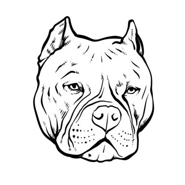 Pitbull terrier vektör illüstrasyonu, köpek çizimi ve beyaz arkaplan.