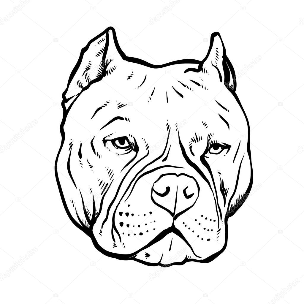 Pitbull terrier vector illustration, dog drawing and white background.