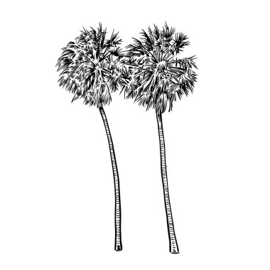Vektör çizimi çizimi. Sabal Palmetto 'nun siyah silueti. Lahana palmiyesi çizimi. ABD, Küba ve Bahamalar 'a özgü tropik bitki örtüsü. Florida ve Güney Carolina 'nın resmi ağacı.