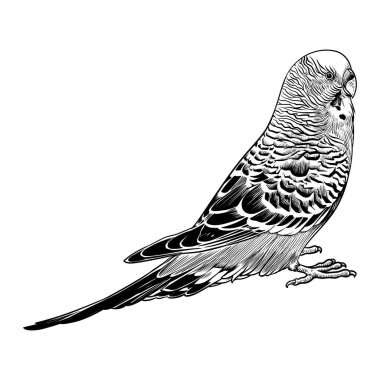 Melopsittacus undulatus vektör çizimi. Beyaz bir arka planda izole edilmiş. Evcil hayvan. Ev hayvanı.