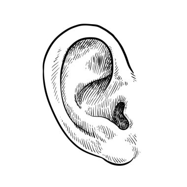 İnsan kulağı oymalı stil, el çizimi görsel, vektör çizimi.